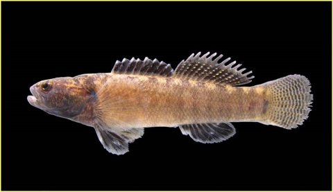 Relict Darter