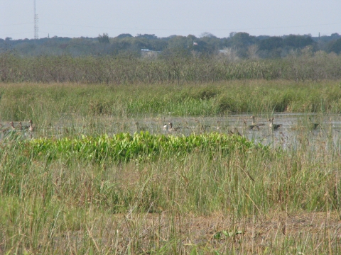 White fronted on Rail Pond