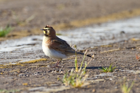 Streaked horned lark standing on the ground at an airport