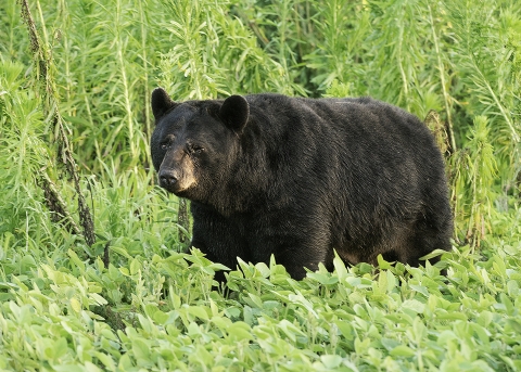 Black bear with an injured eye walking in dense green foliage