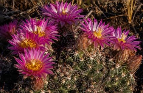 Pink ball cactus flowers in bloom.