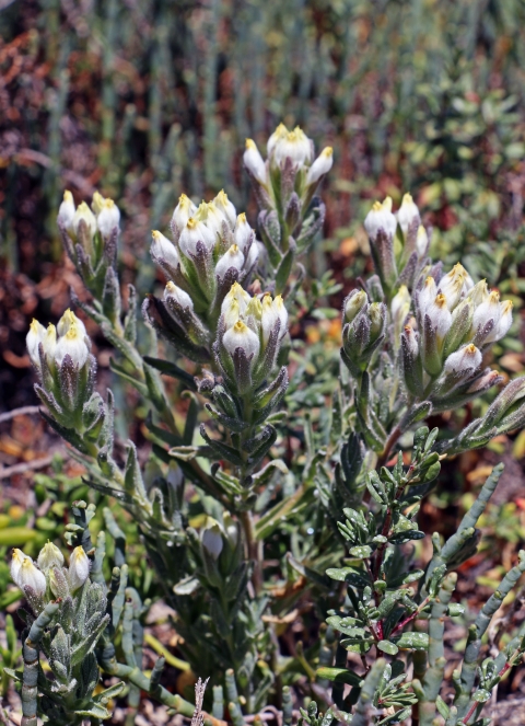 Salt March bird's beak plant with purplish white blooms