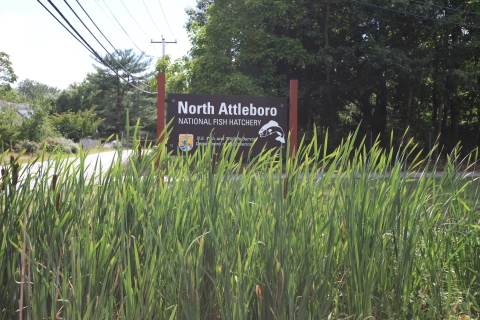 Sign at North Attleboro National Fish Hatchery