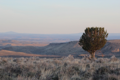 sagebrush country sunrise with lone tree