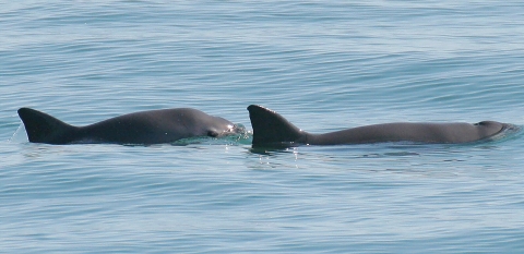 A vaquita mother (right) and her calf (left) can be seen as they surface in the waters off San Felipe_Paula Olson NOAA.jpg