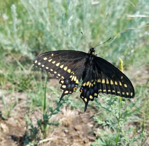 Black Swallow