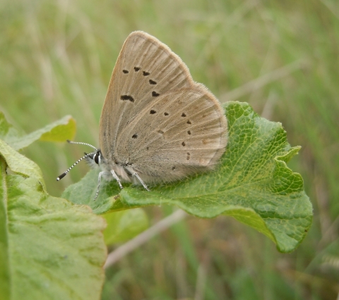 Fenders blue butterfly sitting on a plant. This is a side view where the underside of its wings is visible and you can see its unique spotting pattern.