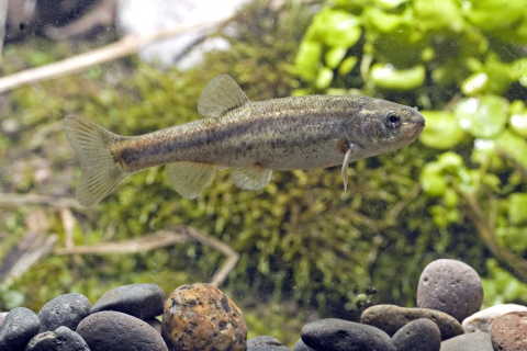 An underwater photo of an olive colored Clover Valley speckled dace