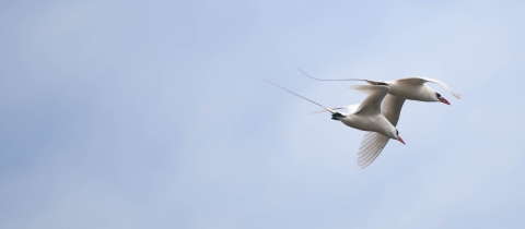 Two white birds with red beaks and red tail feathers soar in a cloudless sky within inches of one another. 