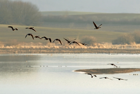 Geese flying above a pond