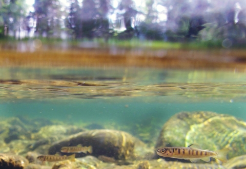 small striped fish in greenish water with trees above