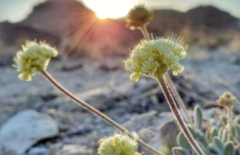 Tiehm's buckwheat