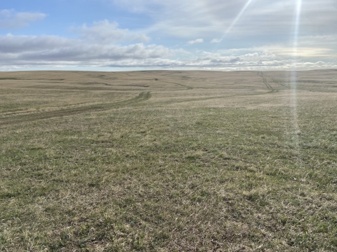 short prairie grass with soft blue skies
