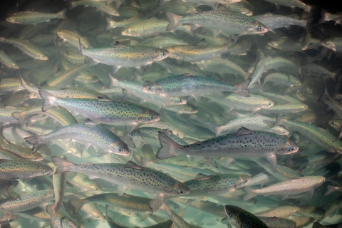 A group of silver fish with black speckles swim together.
