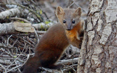 a small mammal stands by a tree