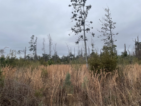 Pine flatwoods