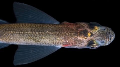 a fish on a black background