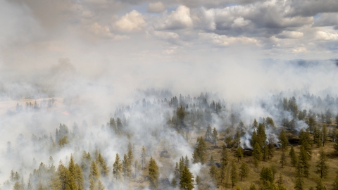 Smoke billows up from a forest during a prescribed fire