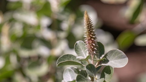 'Ewa hinahina plant