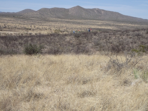 Image of a dry, shrubby grassland with 3 researchers seen in the background