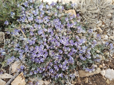 purple with white wing tips flowers cluster along a matt of green among tan stones