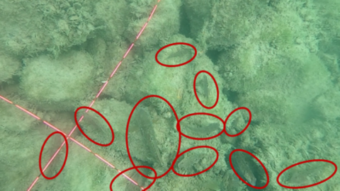 Underwater image of Lake Ontario reef with 11 survey sites circled in red.