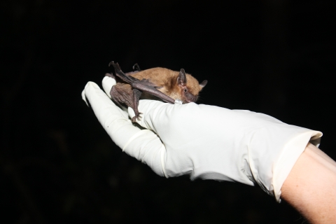 A bat rests on a gloved hand.