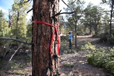 Close up of a red ribbon tied around the trunk of a tree, a worker can be seen in the background
