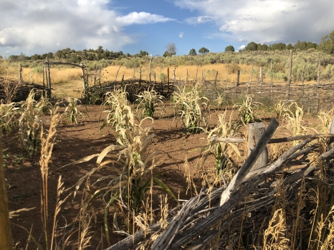 A farm field