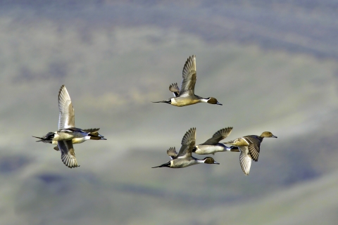 Northern Pintails