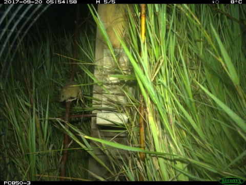 A mouse in grass captured on a camera trap