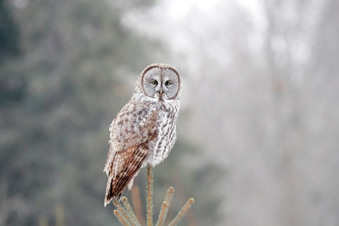 A great gray owl perched at the top of a tree