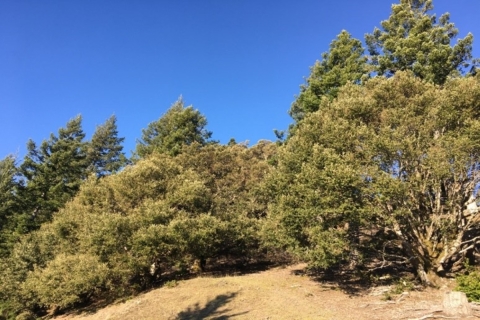 Douglas fir trees encroaching on oak woodlands at the edge of savannah on Kimball Hill in Oregon.