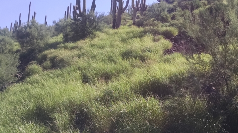 A field of grasses and some cacti