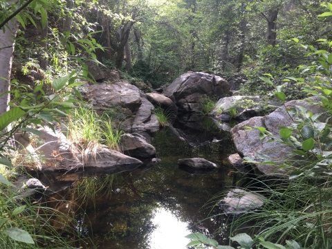 A river in a forest