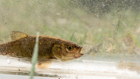 A small brassy colored fish with a light colored background.