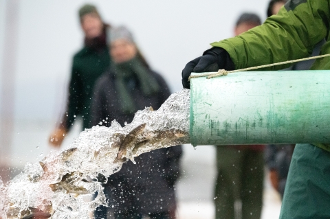 small fish and a rush of water exit a pipe being supported by someone