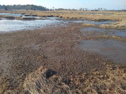 Recently placed sediment on the marsh. 