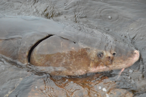 Adult lake sturgeon in the shallows of a river