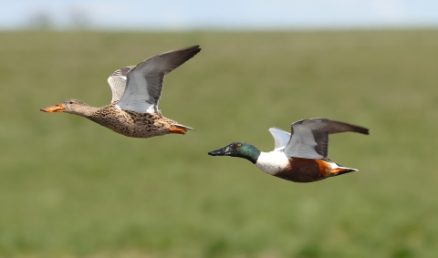Two ducks with shovel like bills in flight