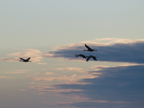 4 birds silhouetted in the sky against clouds