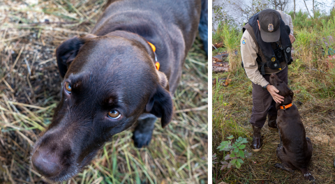 two images. First image on left is a close up of a dog looking up at the camera. Second image is a uniformed officer near the bank of a river looks down and pets a dog that is seated in front of him. 