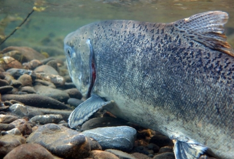 salmon swimming in a stream with gravel