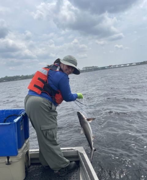 Peninsular Florida FWCO SCA intern Abigail Hobbs pulling in a bull shark during gill net surveys for Atlantic Sturgeon in the St Marys River FL/GA. The bull shark was released safely