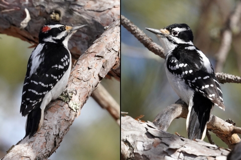 Male (left) and female (right) hairy woodpeckers perched in a red pine tree