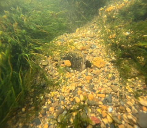 A freshwater mussel peaks above the substrate, surrounded by gravel and aquatic vegetation. 