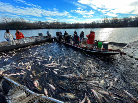 A group of people in boats near a net filled with fish.