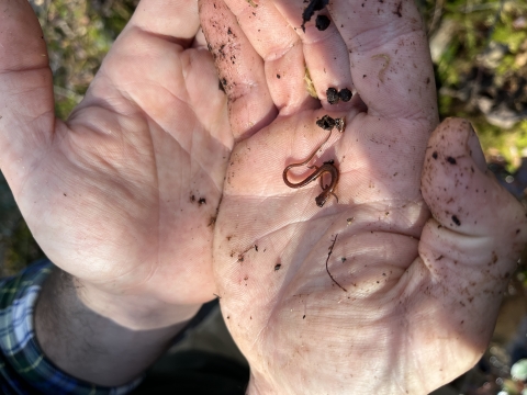 Biologist holding a small Chamberlain's dwarf salamander.