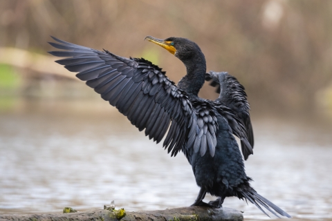 A large black bird standing near the end of a log in the water spreading and drying its wings.