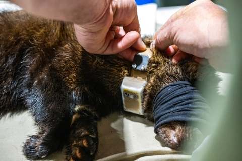 Biologists fits fisher with a radio collar. 